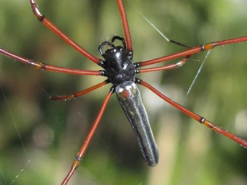 Nephila kuhlii